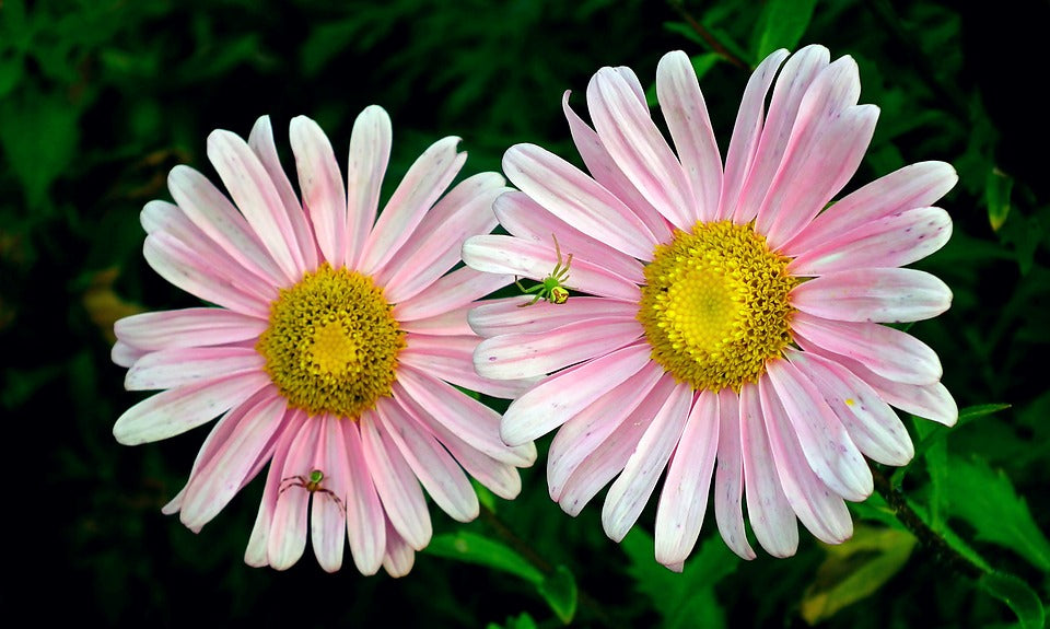 Elegant Pink & White Aster Plants in Bloom