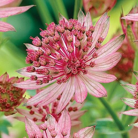 Astrantia Pincushion Flowers in Garden Beds