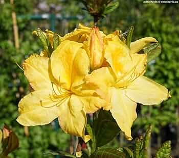 Yellow Azaleas Blooming in Landscape