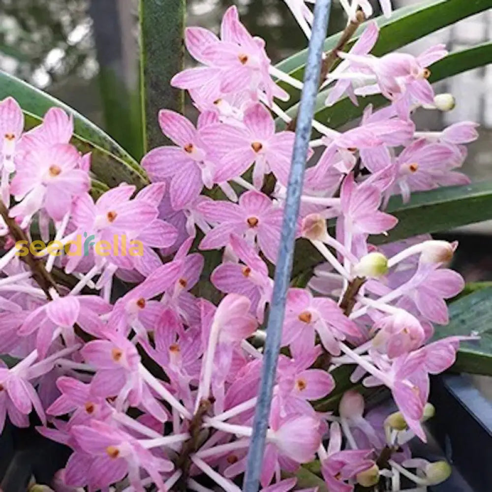 Garden Baby Pink Ascocentrum Flower Seeds