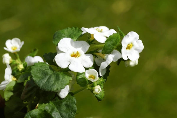 Garden Bacopa Flower Seeds