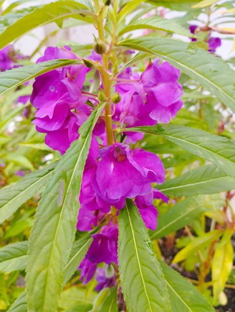 Garden Balsamine Violet Seeds – Easy to Grow Annual Flowers