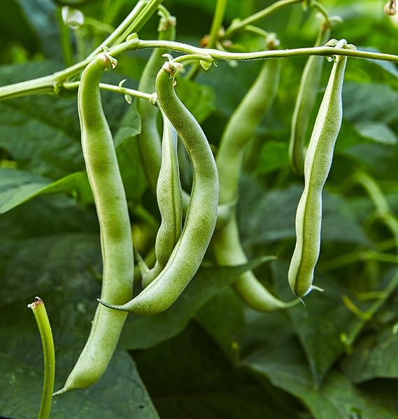 Bean plants growing in home garden