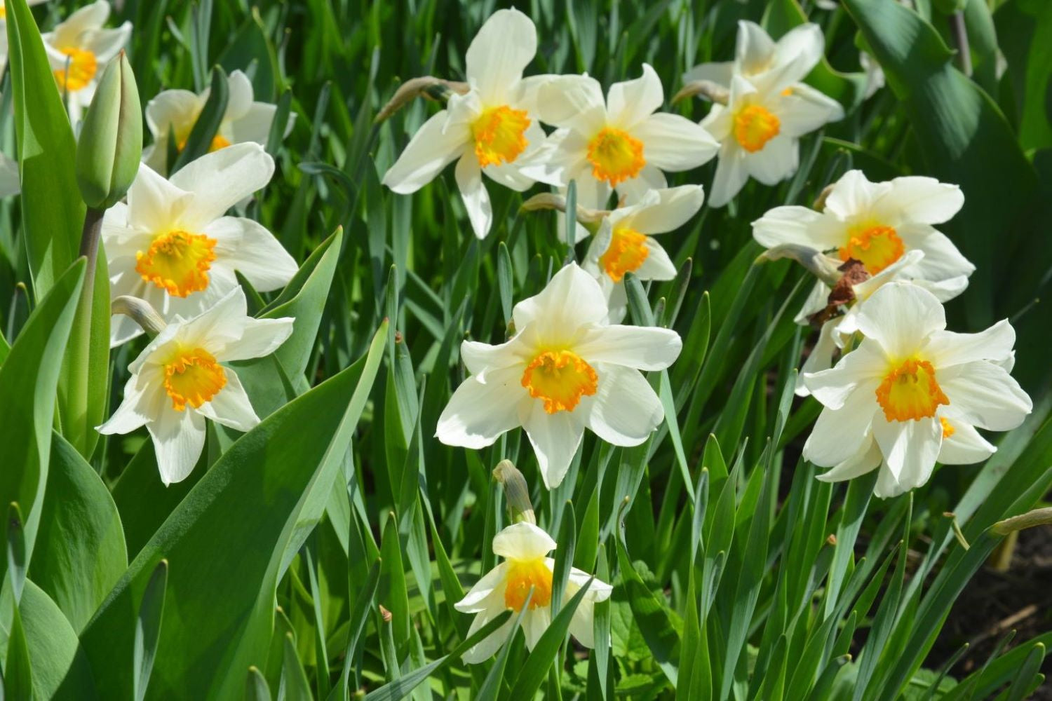 Daffodil Plants Growing in Garden Beds