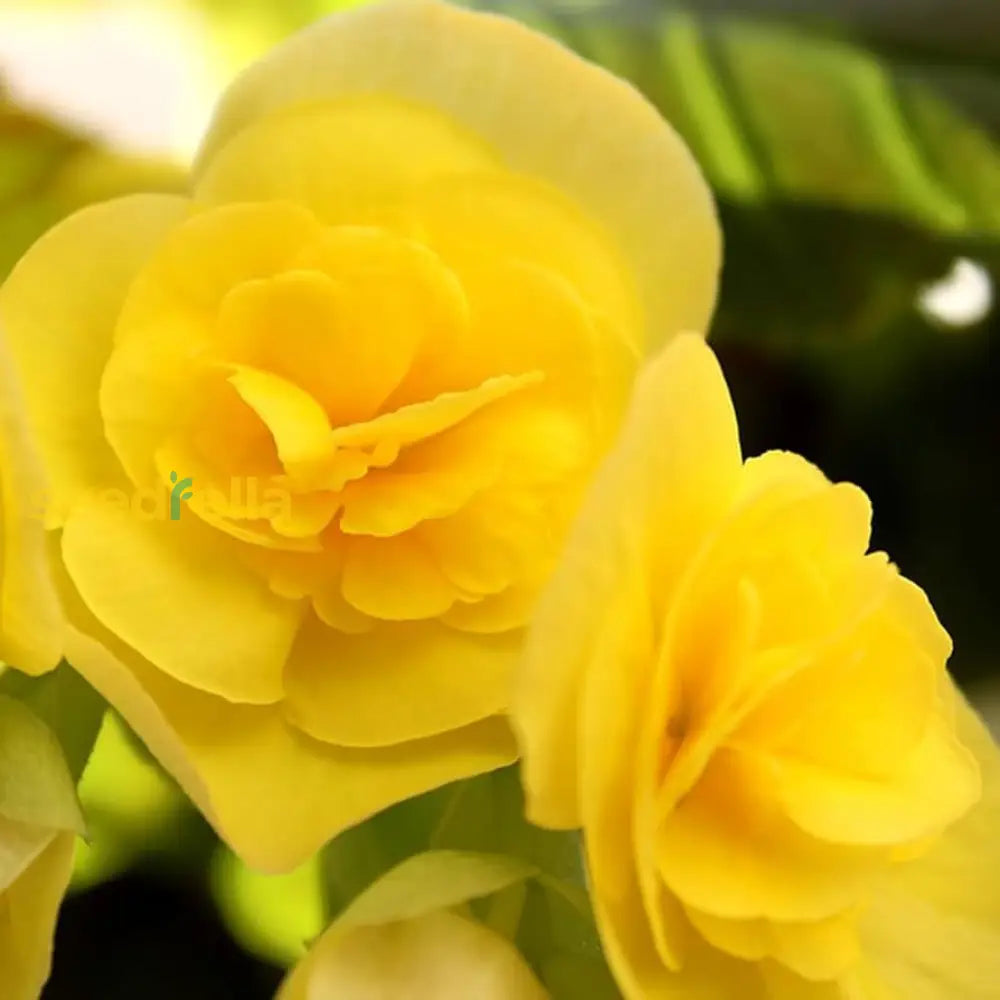 Garden Begonia Light Yellow Seeds