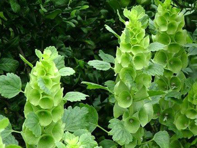 Garden Bell Green Flower Seeds