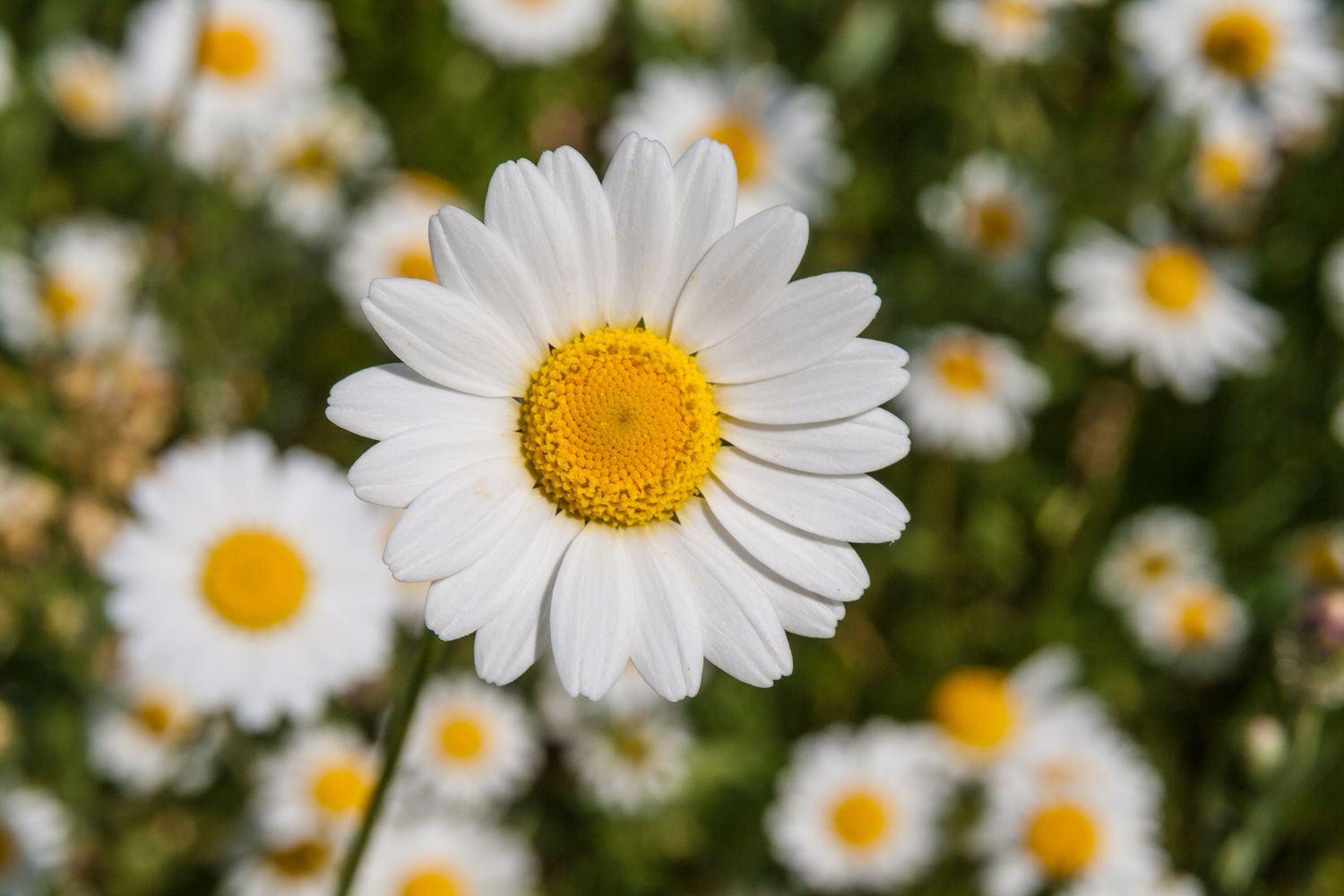 Garden Bellis Perennis White Flower Seeds