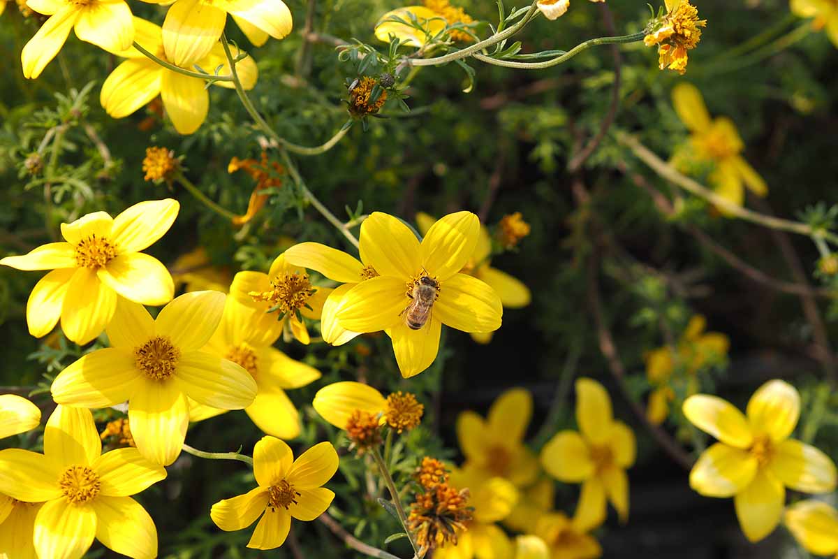 Garden Bidens Flower Seeds