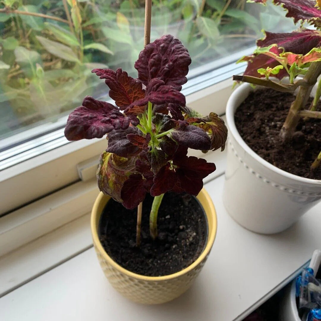 Garden Black Dragon Coleus Seeds