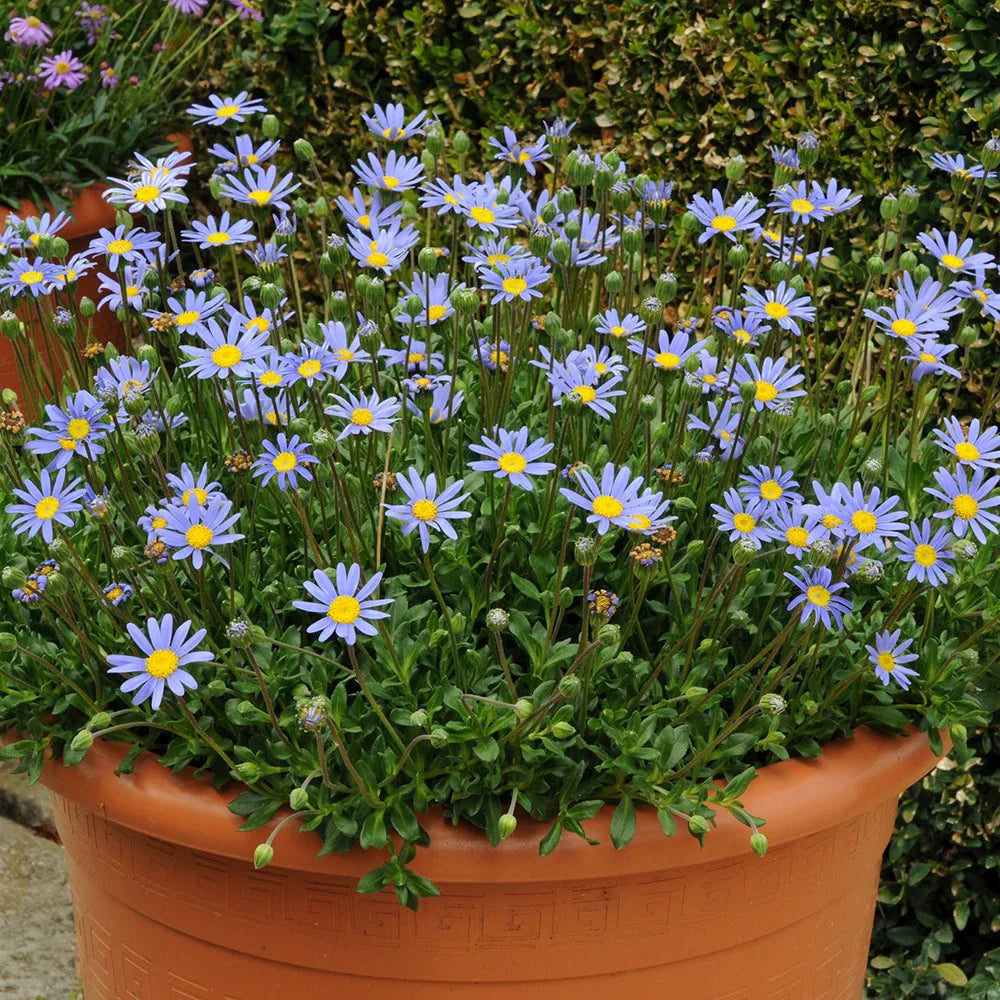 Garden Blue Bellis Flower Seeds