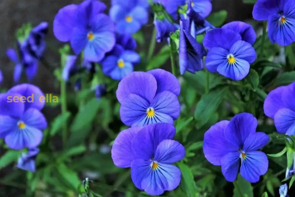Garden Blue Crystal Flower Seeds
