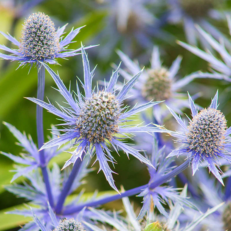 Garden Blue Sea Holly Flower Seeds