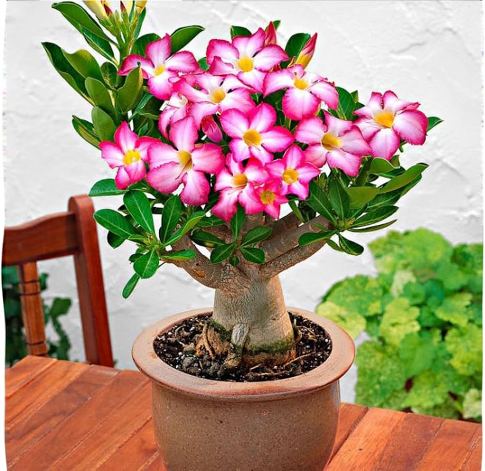 Adenium Obesum Pink & Yellow Flowers in Garden Borders
