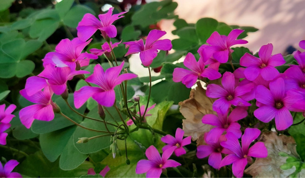 African Oxalis Flowers in Garden Borders