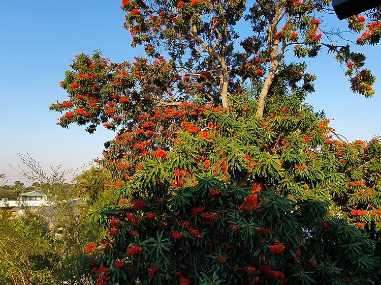 Alloxylon Tree in Garden Border