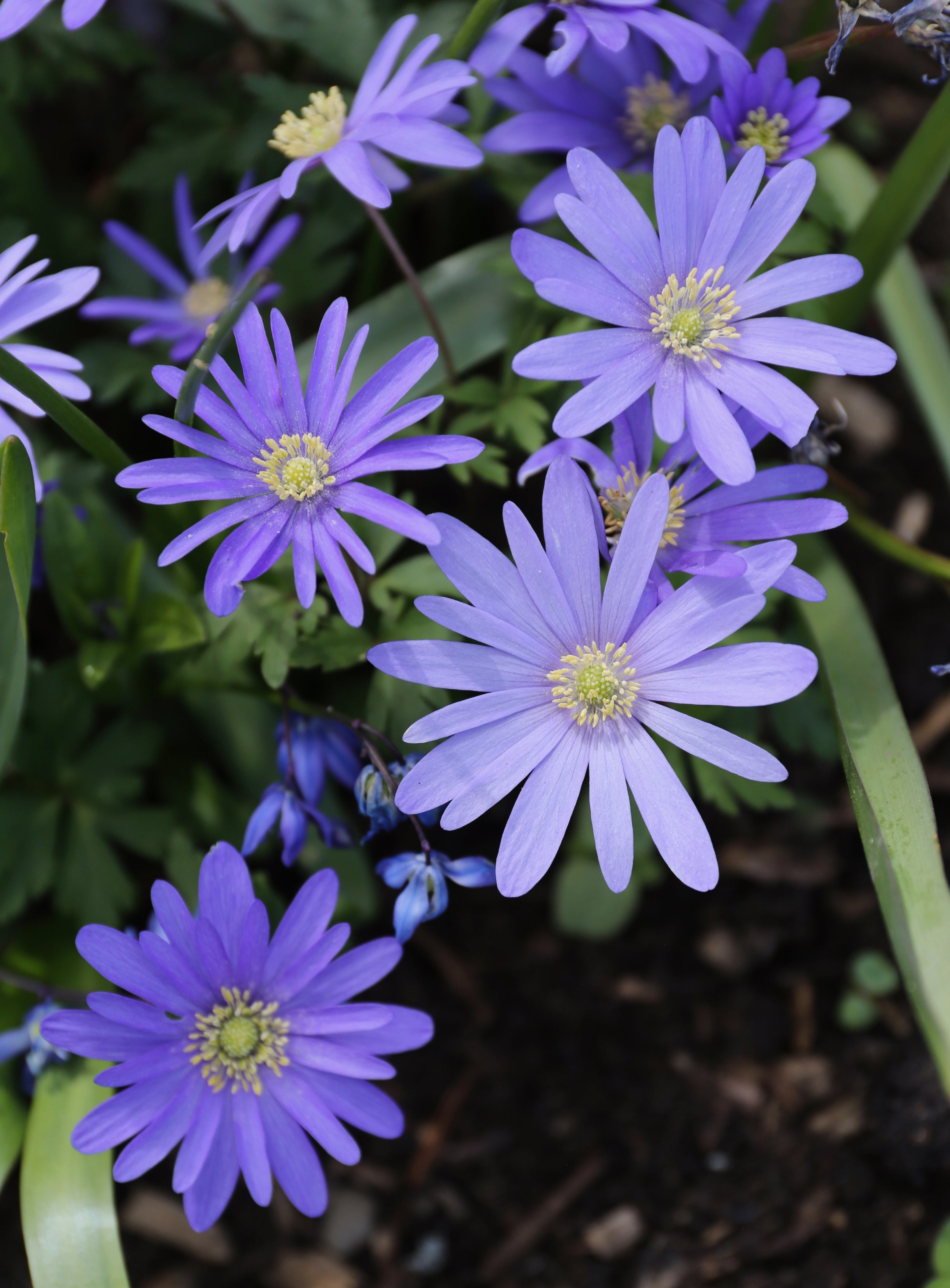 Anemone Blanda Flowers in Garden Borders