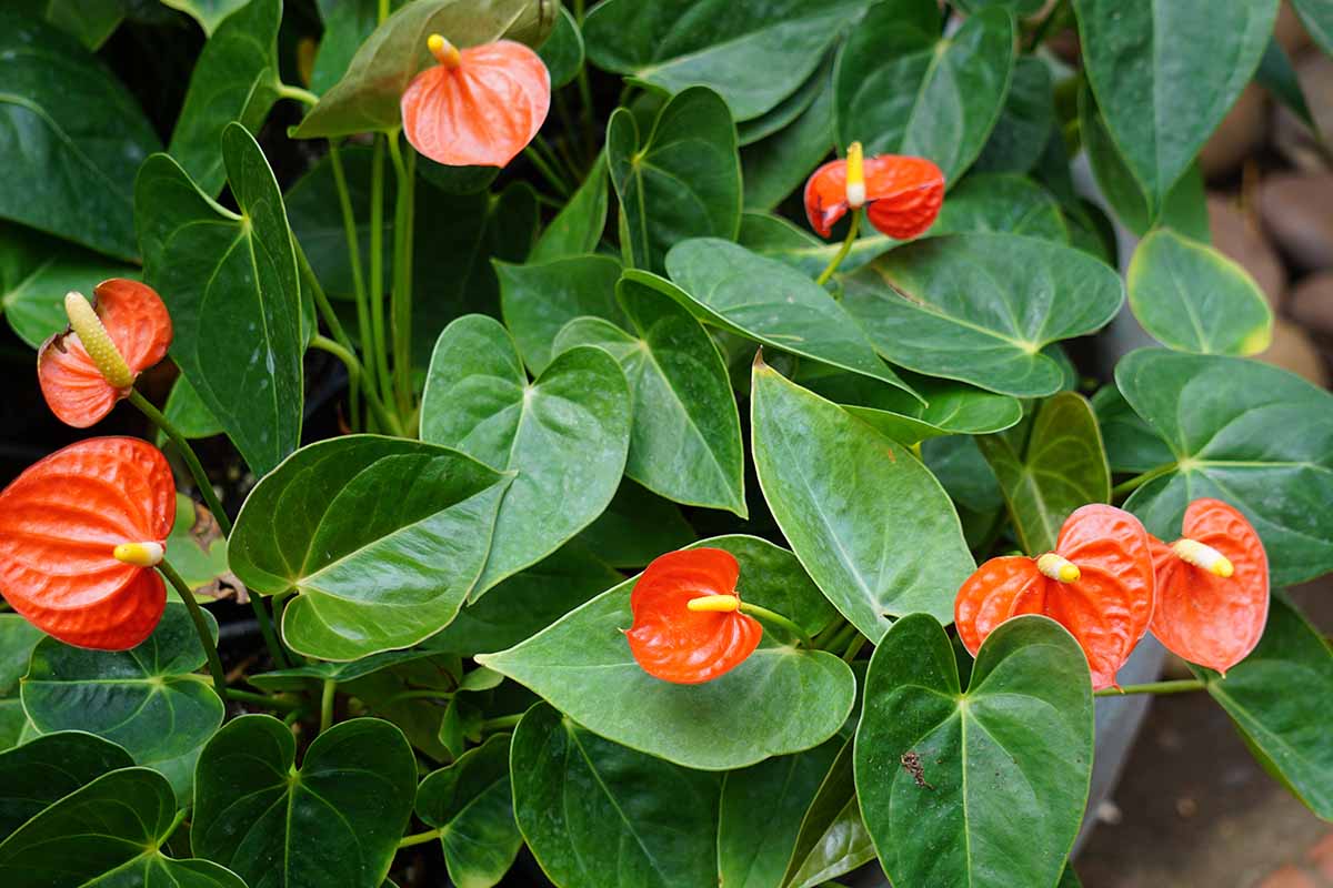 Anthurium Orange Flowers in Garden Borders