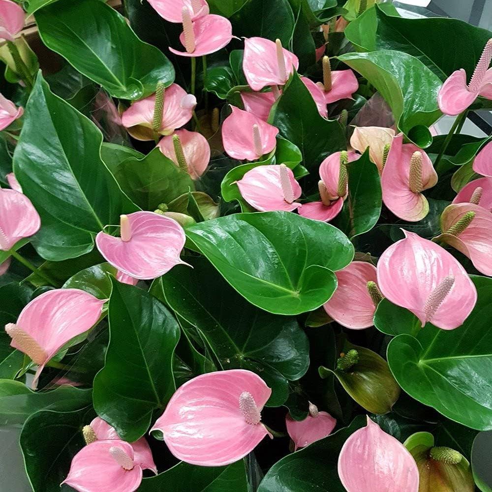 Anthurium Pink Flowers in Garden Borders