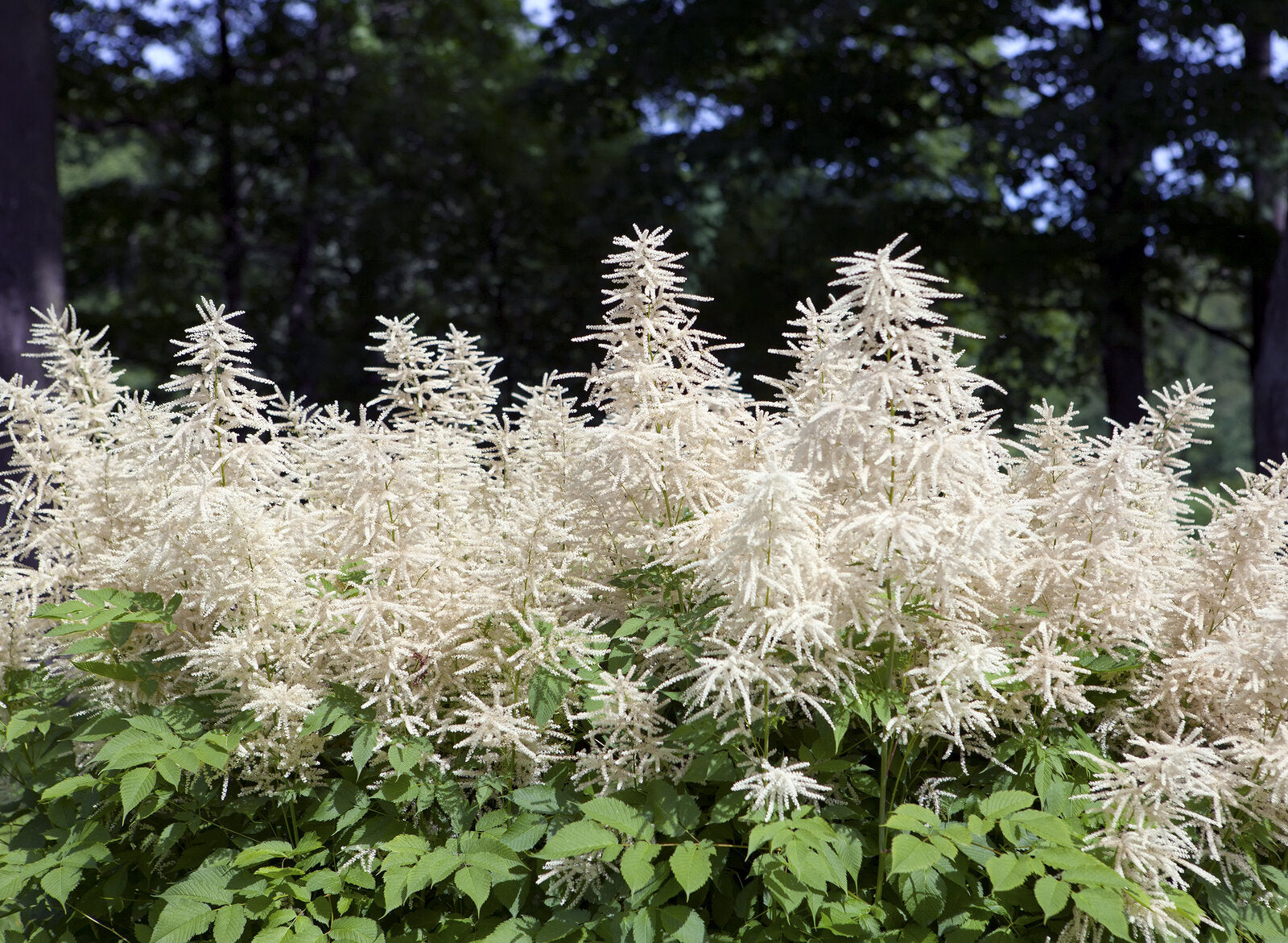 Aruncus White Flowers in Garden Borders