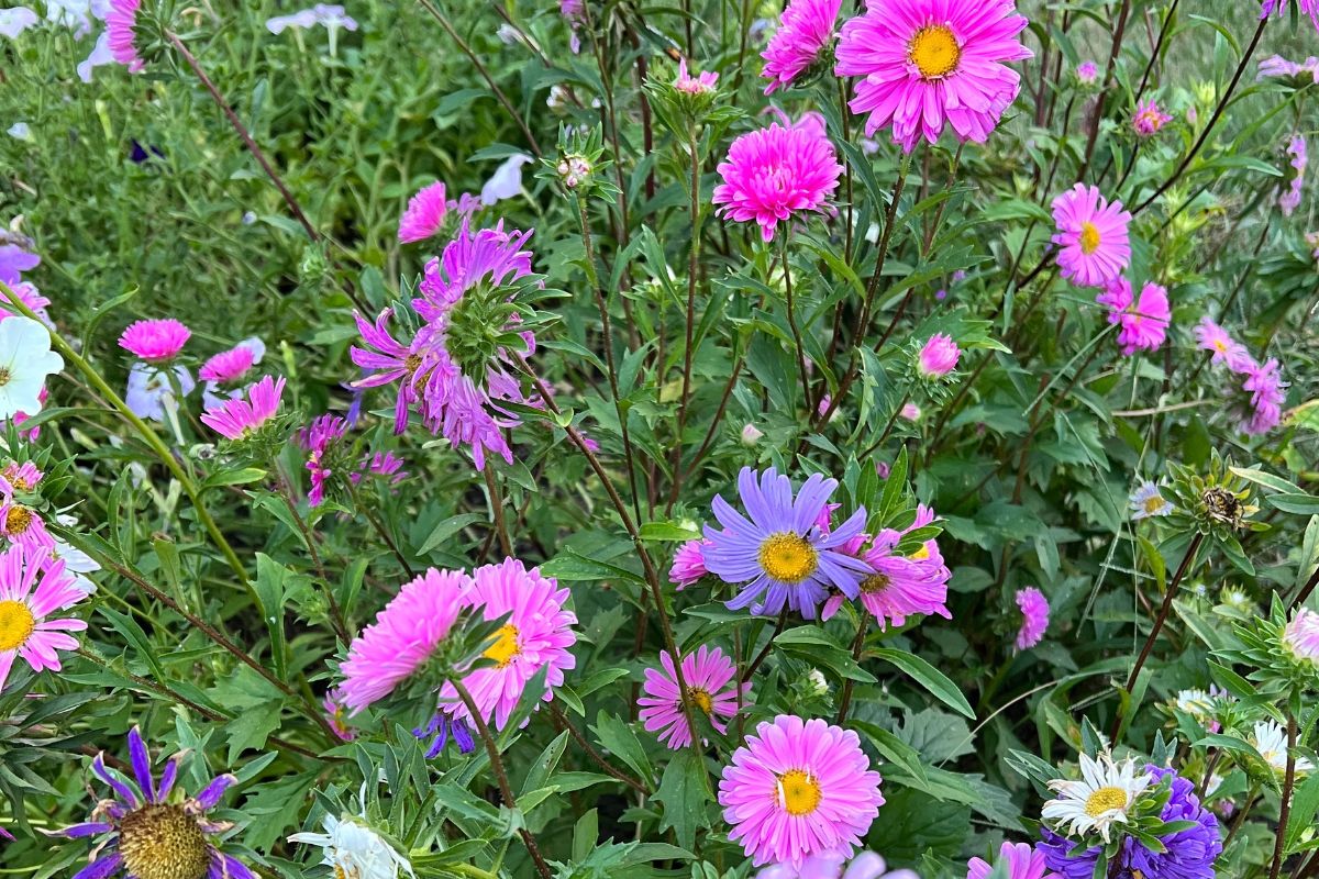 Aster Flowers in Garden Borders