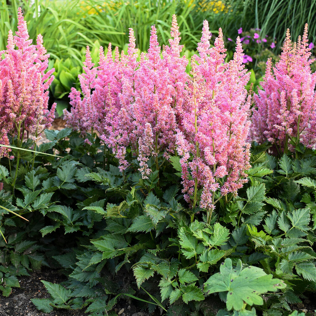 Astilbe Pumila Flowers in Garden Borders