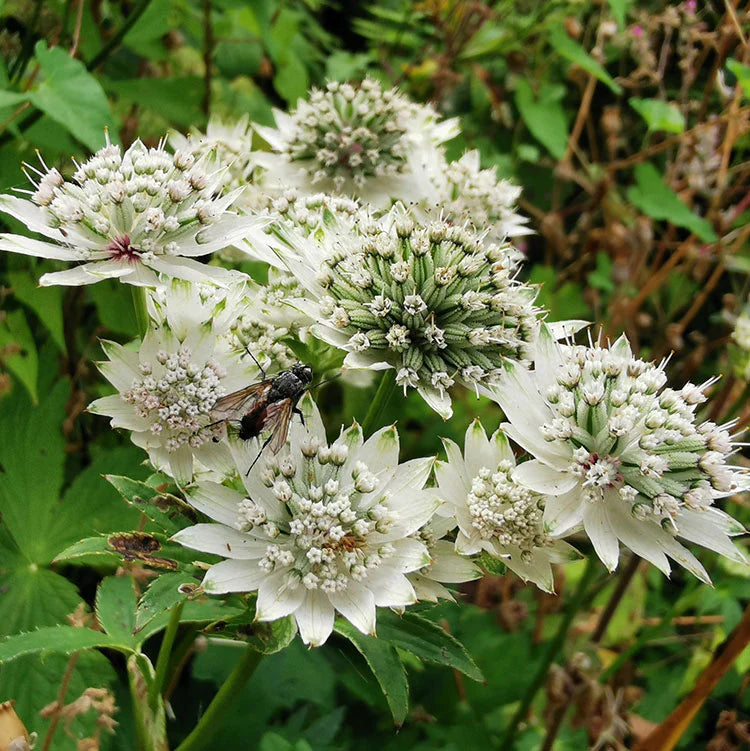 Astrantia White Flowers in Garden Borders