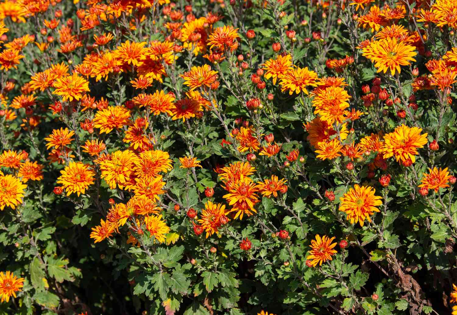 Autumn Flowers in Garden Borders