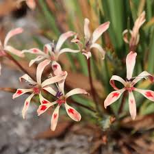 Babiana Tubulosa Flowers in Garden Borders