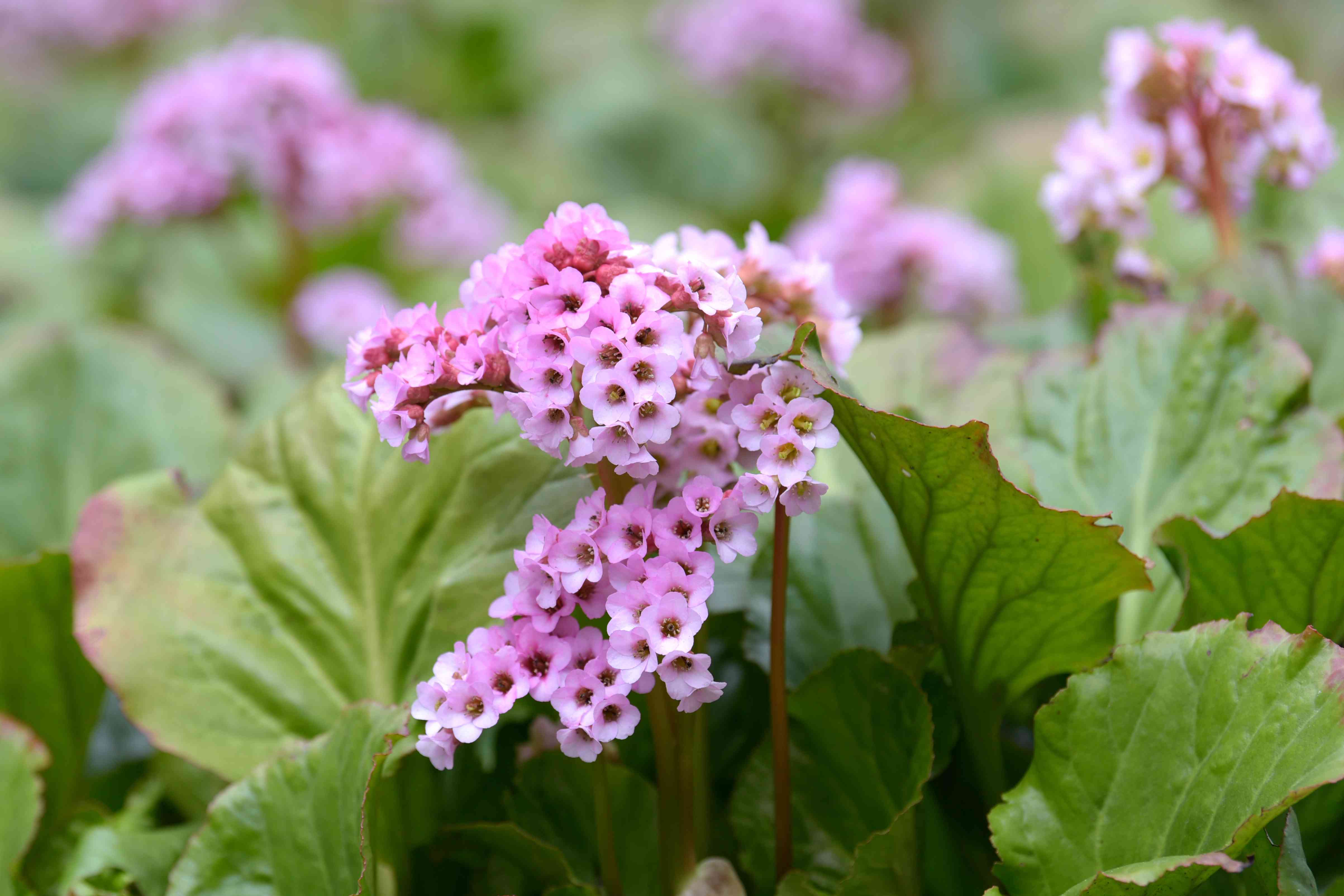 Bergenia Flowers in Garden Borders