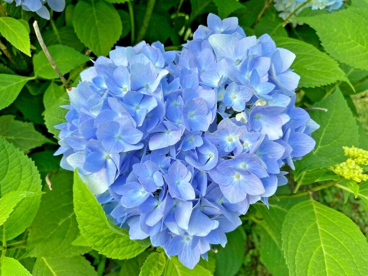 Blue Hydrangea Flowers in Garden Borders