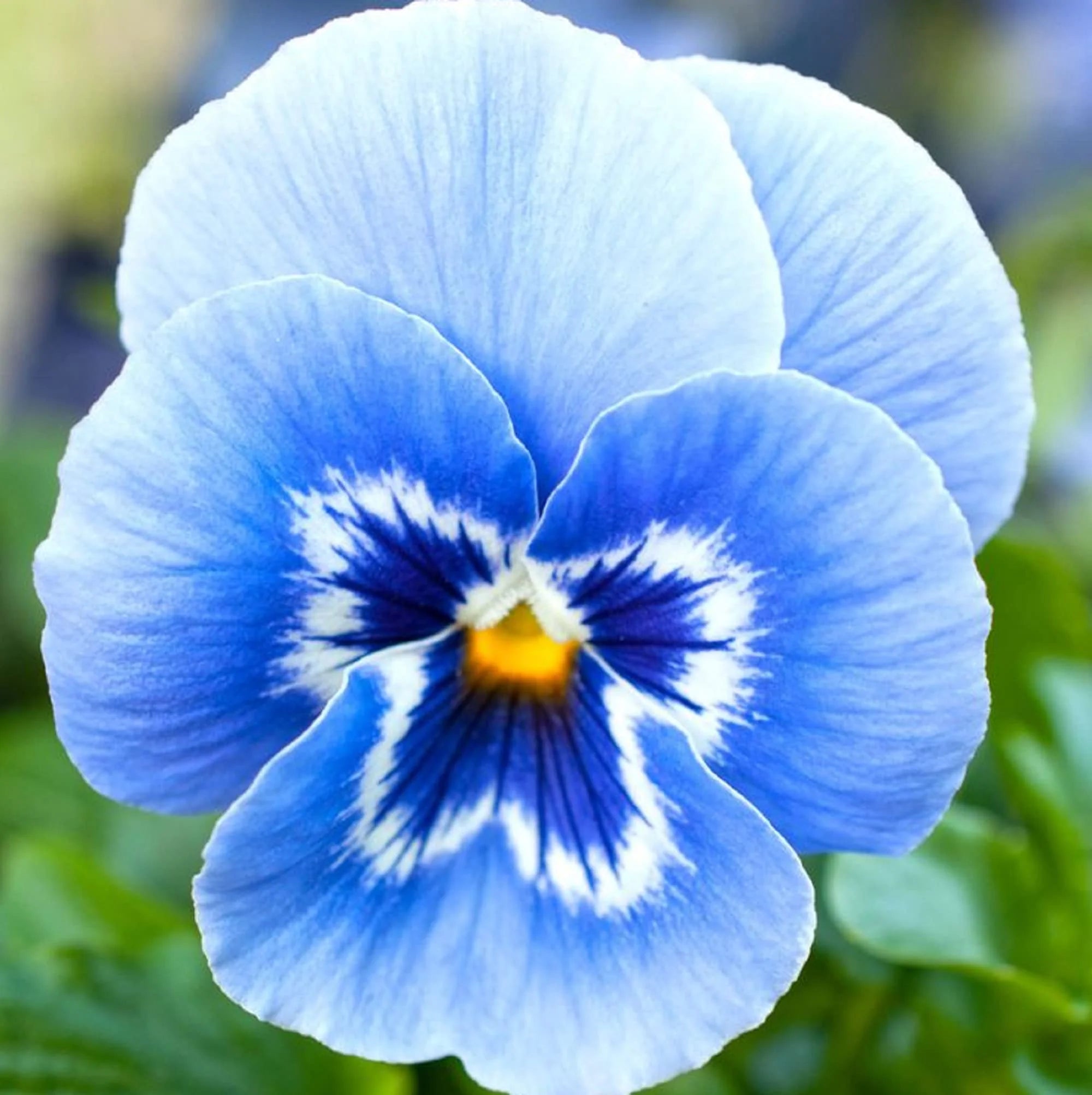 Blue Pansy Flowers in Garden Borders
