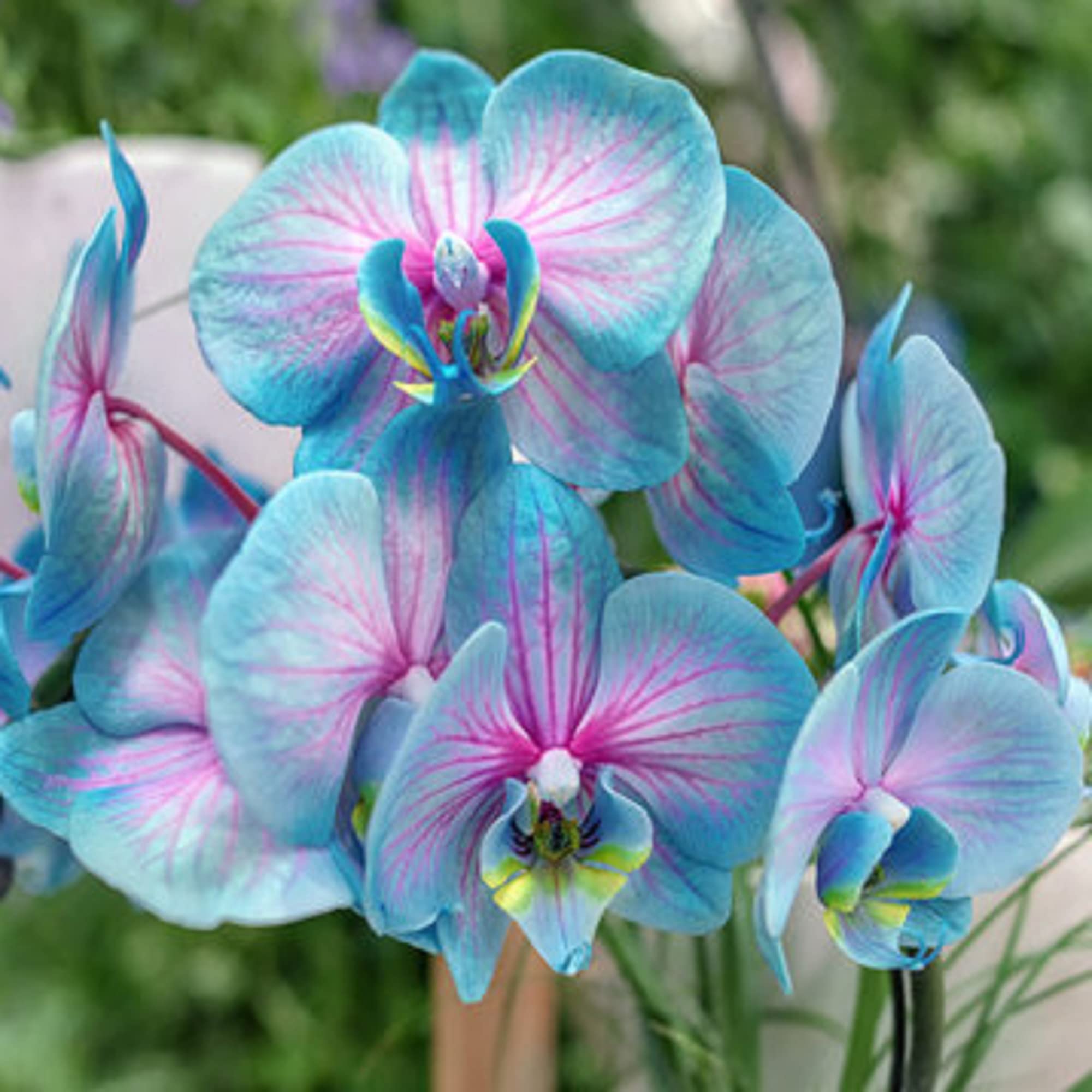Blue and Pink Orchid Flowers in Garden Borders