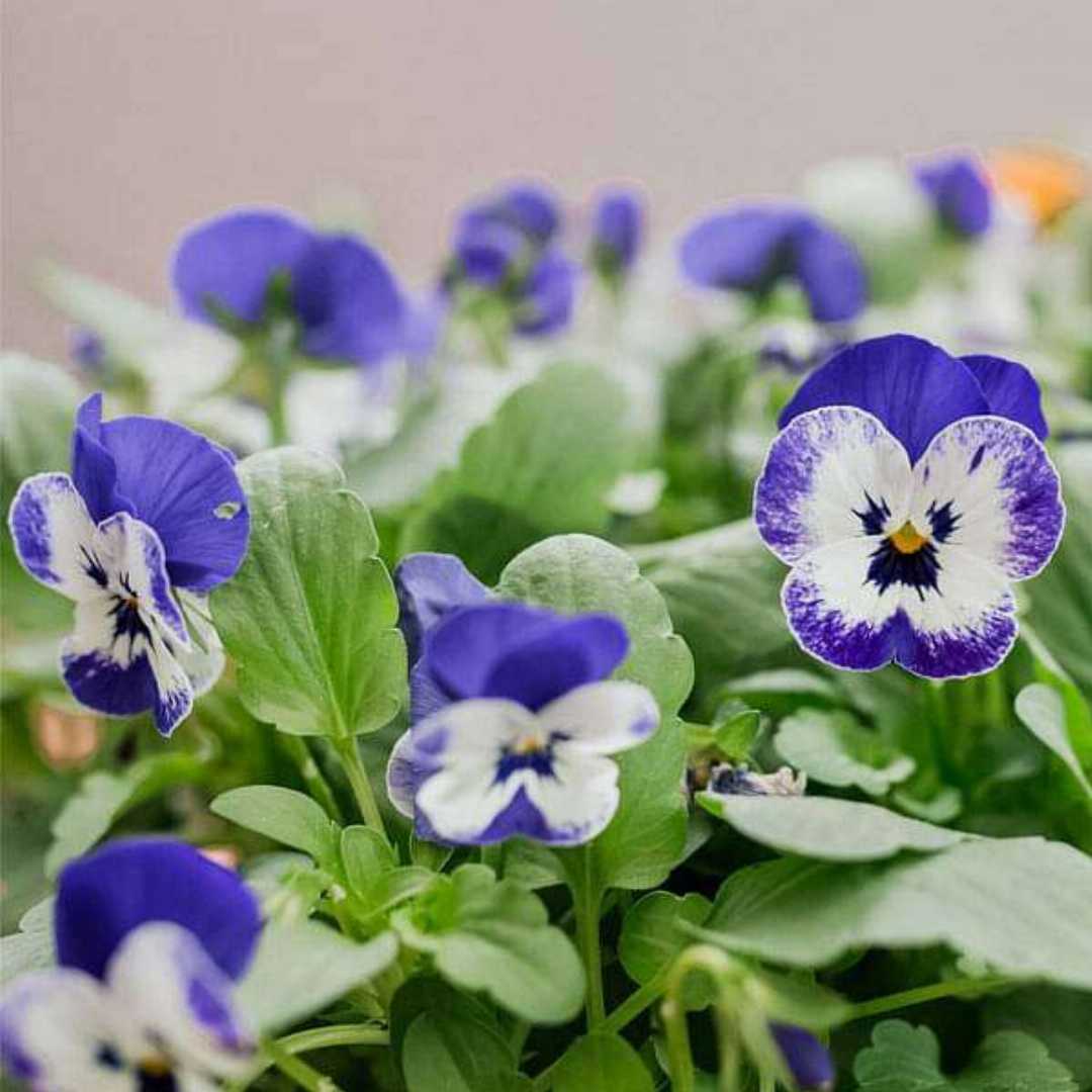 Blue & White Pansies in Garden Borders
