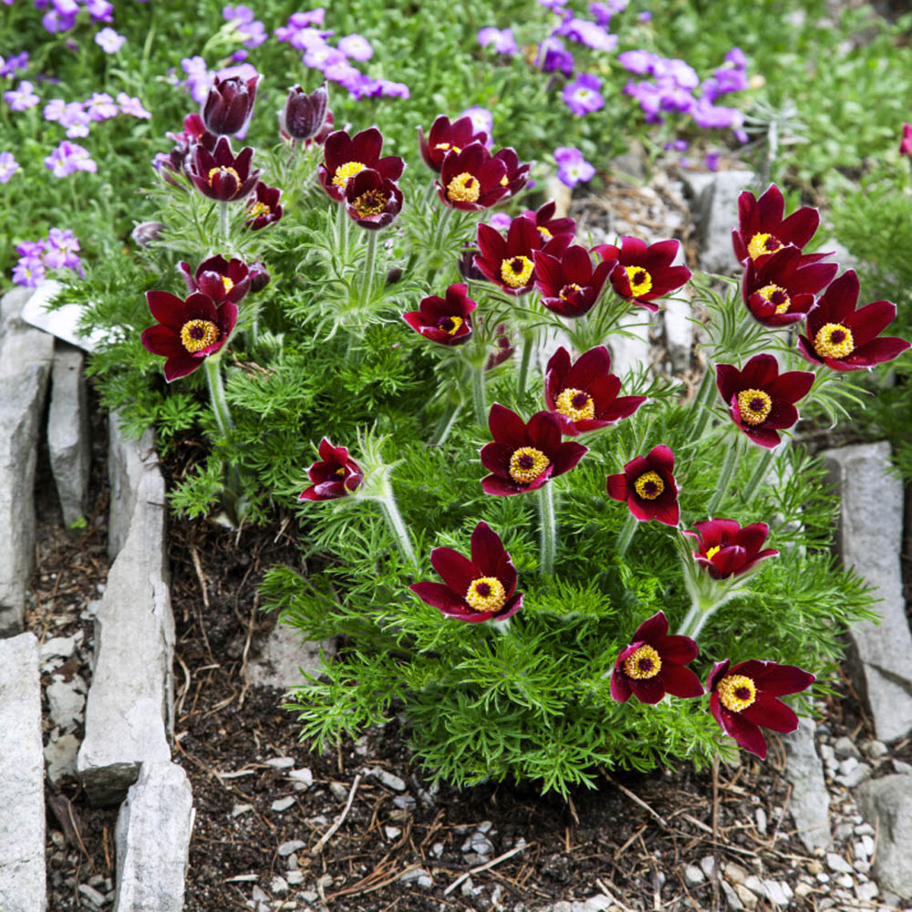 Bold Red Anemone Pulsatilla Flowers in Garden Borders