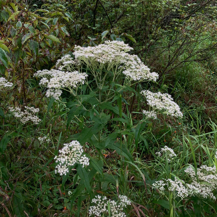 Boneset White Flowers in Garden Borders