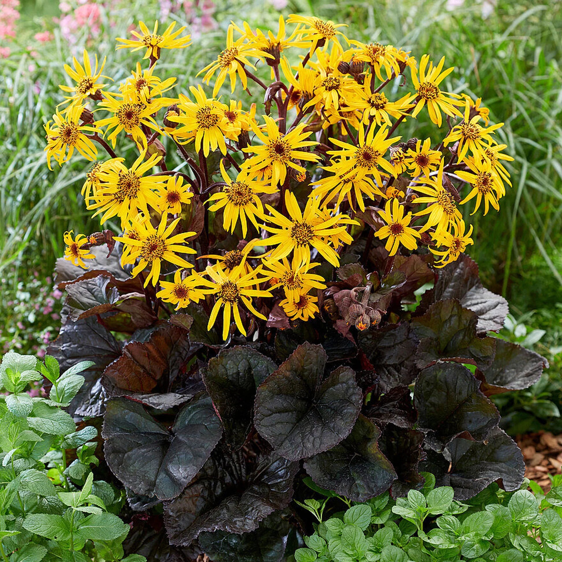 Britt-Marie Crawford Plants in Garden Borders