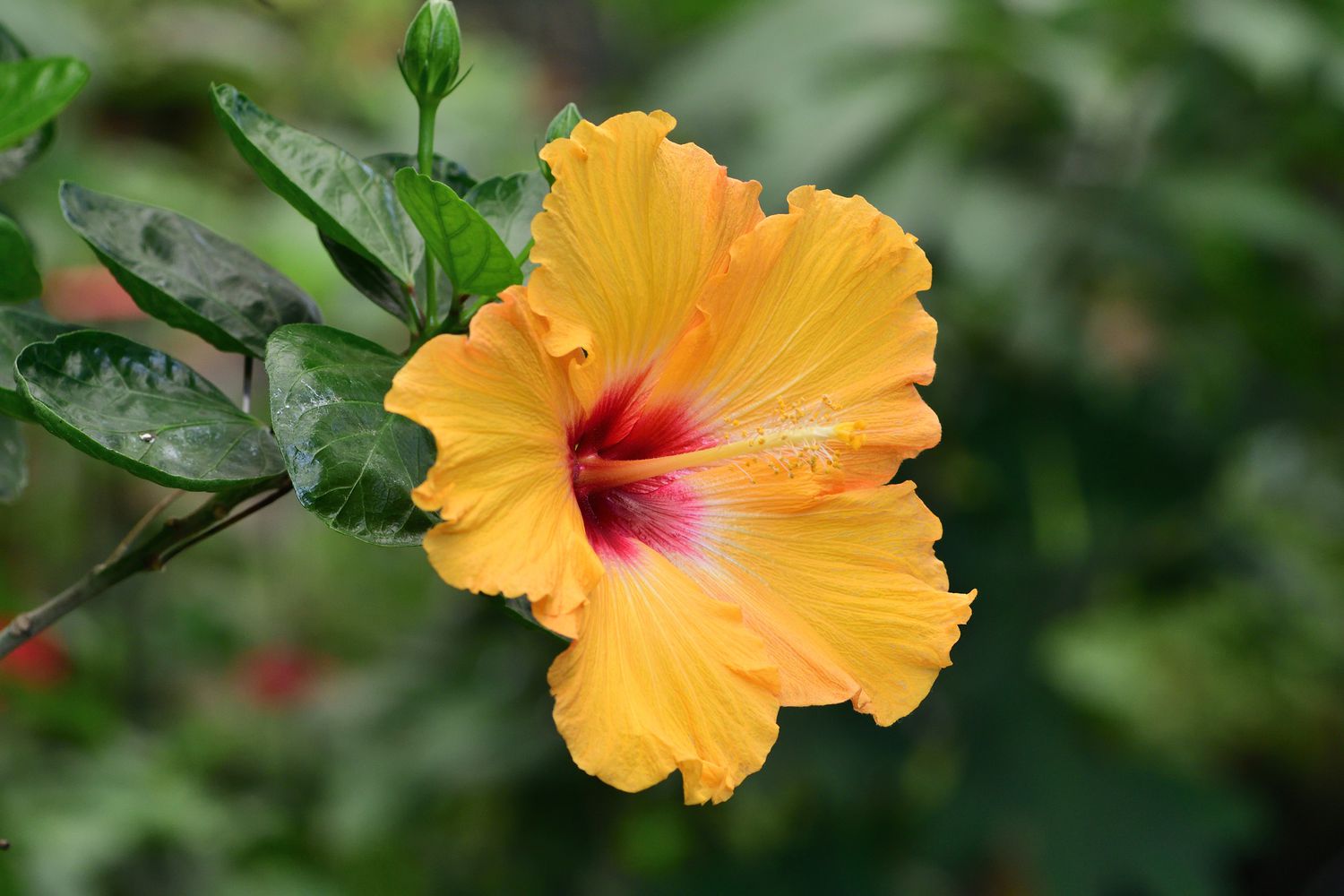 Brown Orange Hibiscus Flowers in Garden Borders