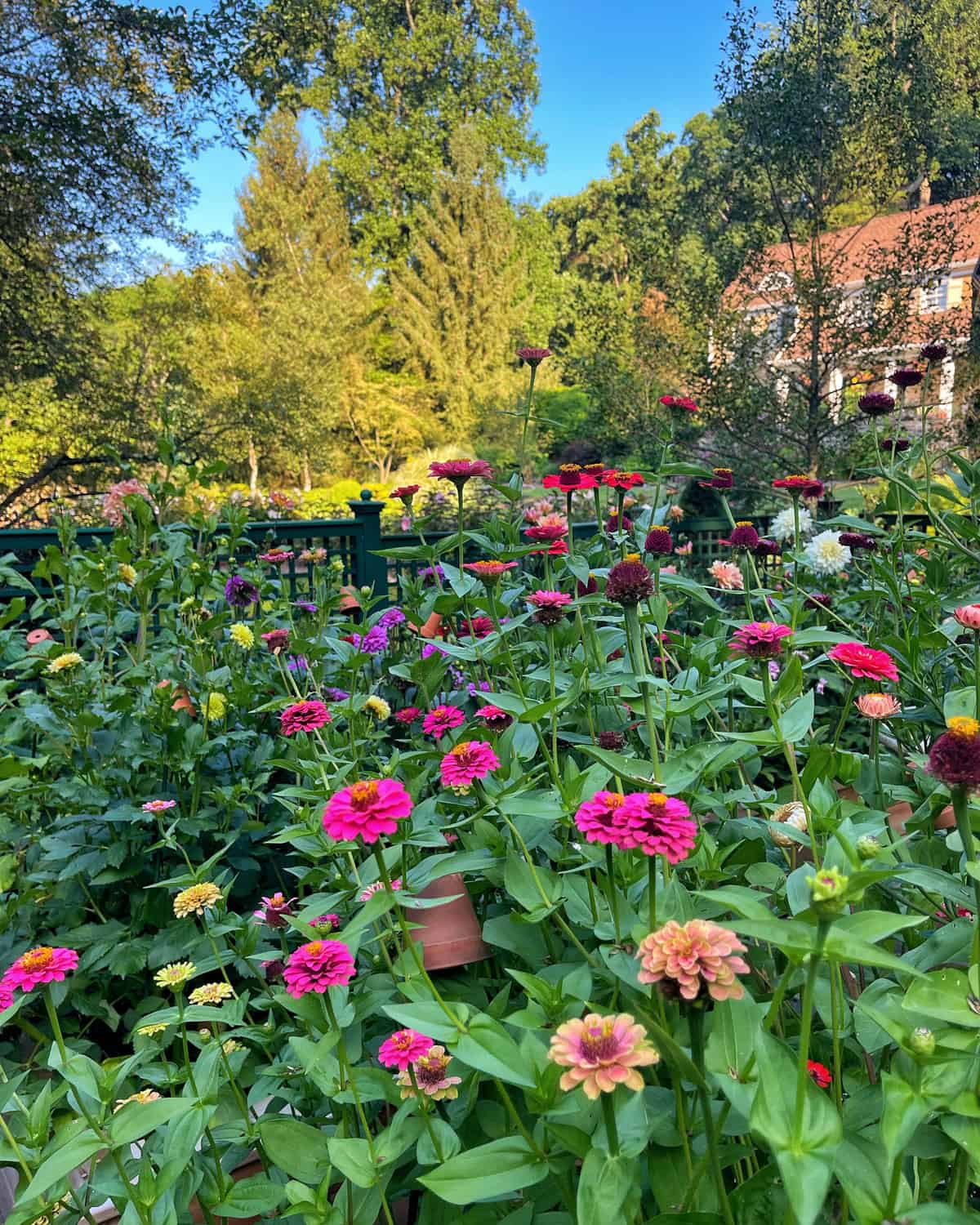 Brown and Yellow Zinnia Flowers in Garden Borders
