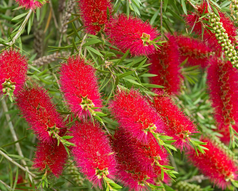 Brush Flowers in Garden Borders
