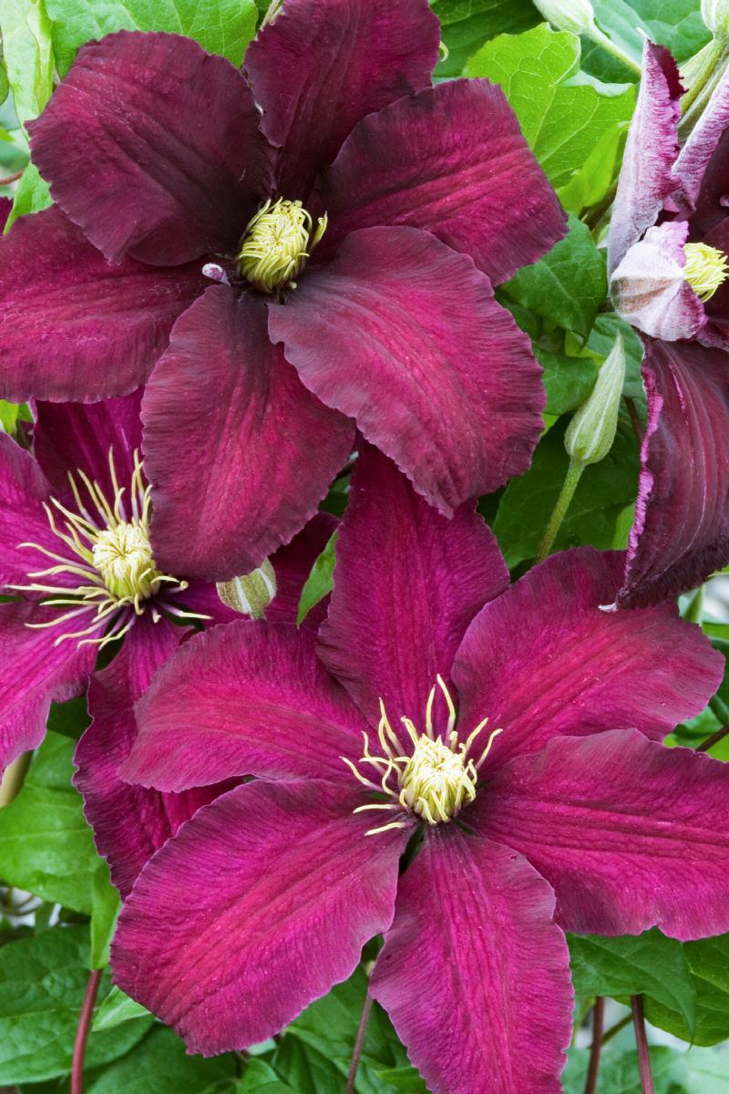 Burgundy Clematis Flowers in Garden Borders