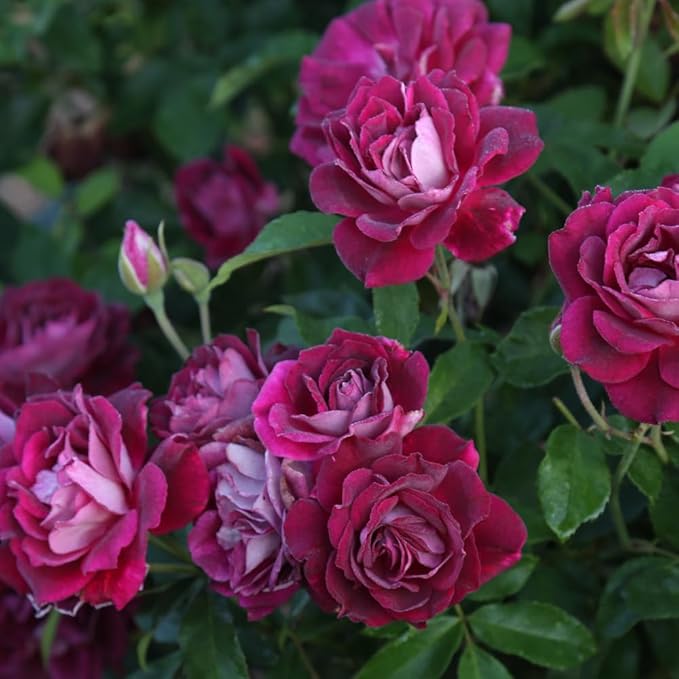 Burgundy Roses in Garden Borders