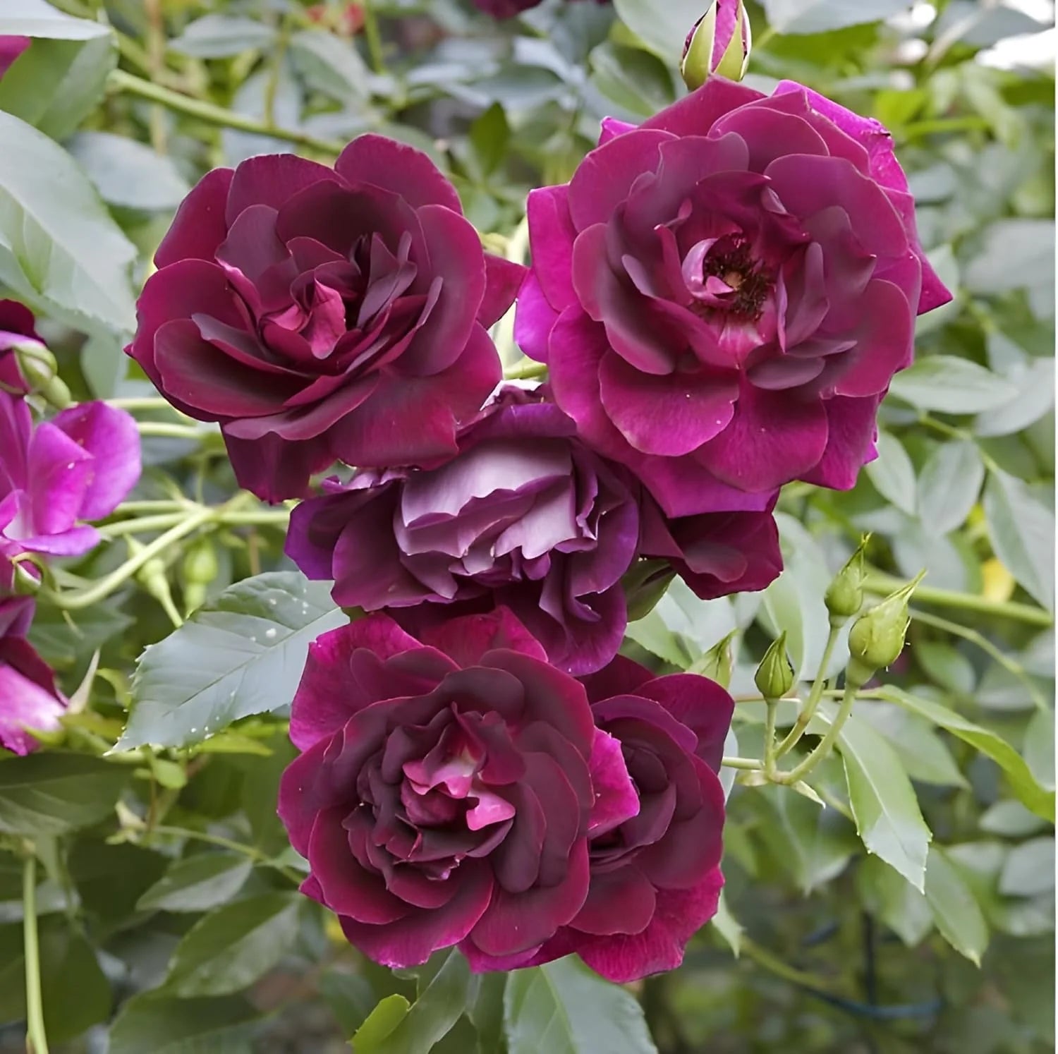 Burgundy Roses in Garden Borders