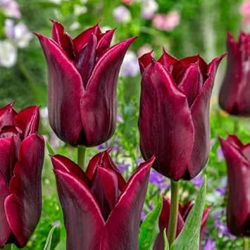 Burgundy Tulips in Garden Borders