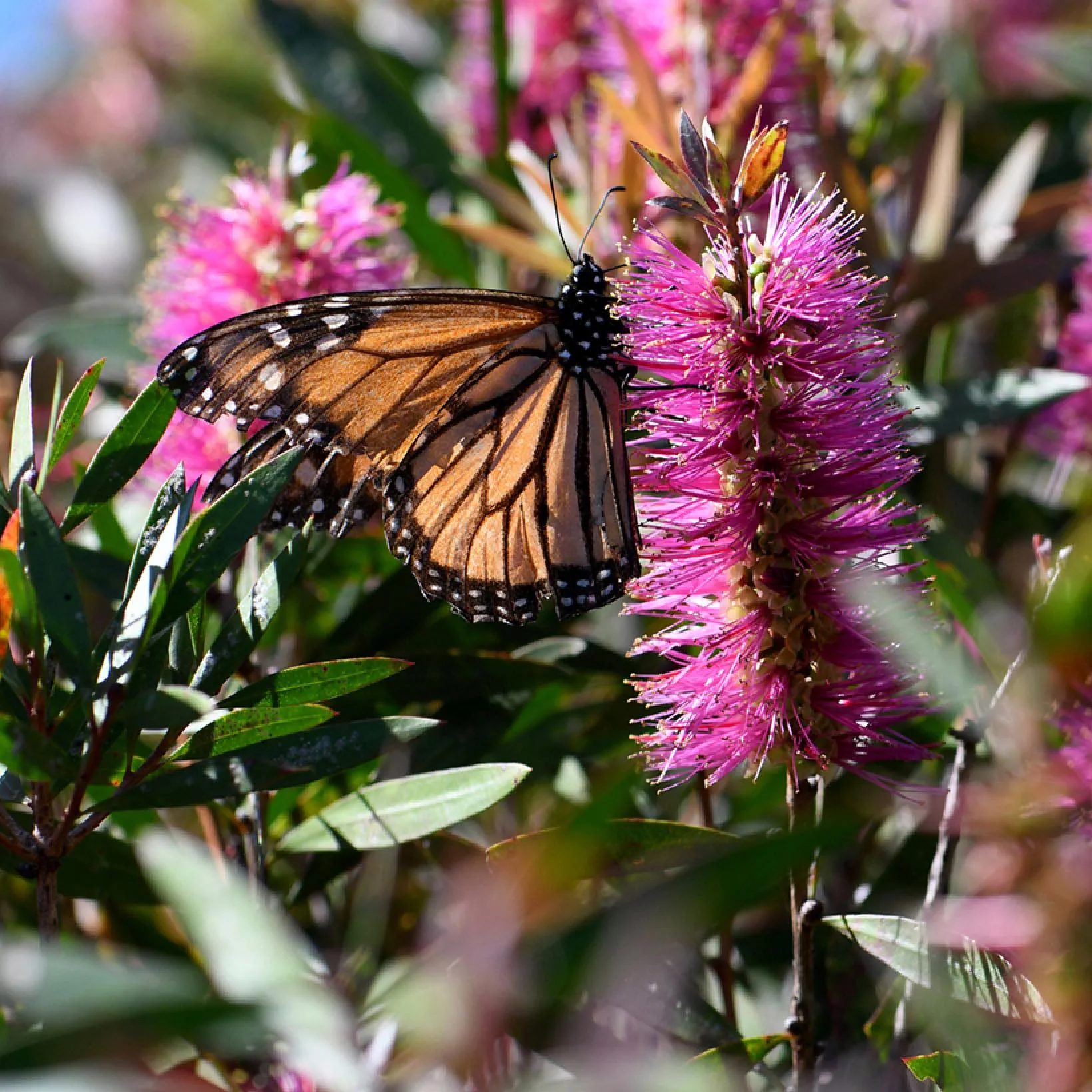 Callistemon Violaceus in Garden Borders