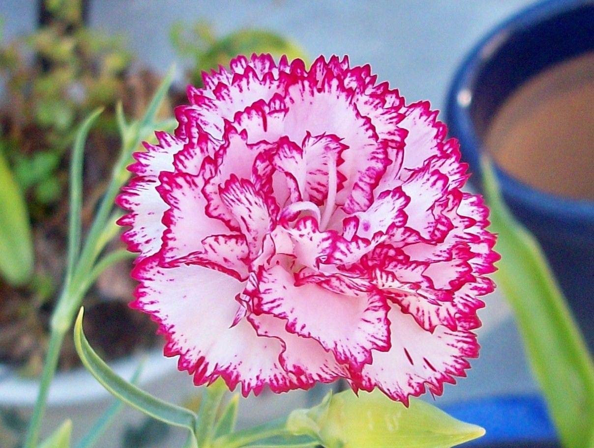 White Maroon Carnations in Garden Borders