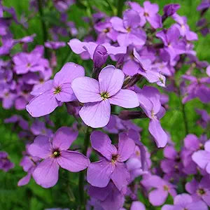 Fuchsia Dames Rocket Flowers in Garden Borders
