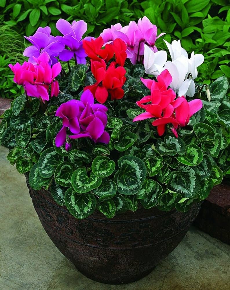Dark Blue Cyclamen Flowers in Garden Borders