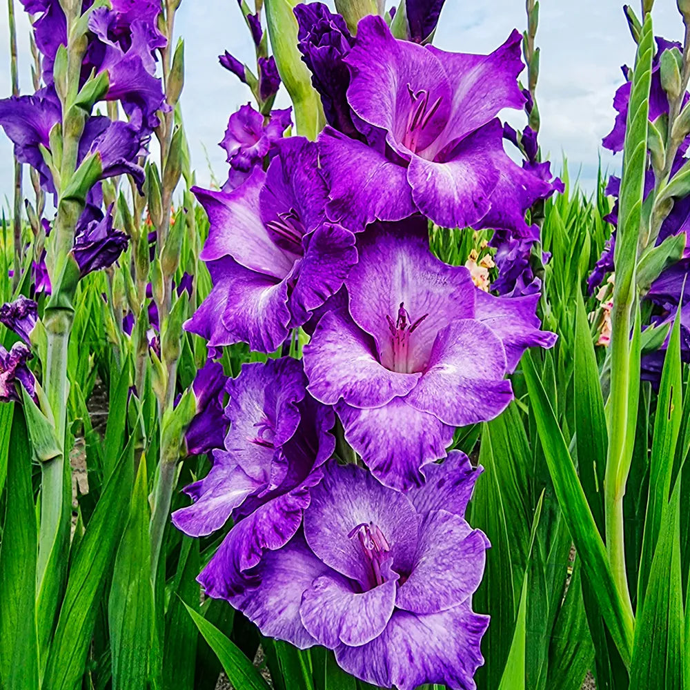 Dark Purple Gladiolus Flowers in Garden Borders