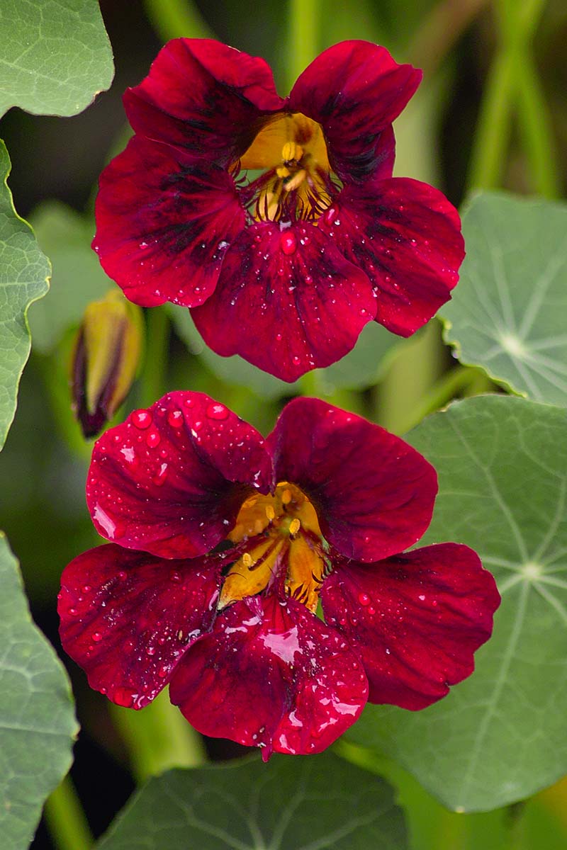 Dark Red Nasturtium Flowers in Garden Borders