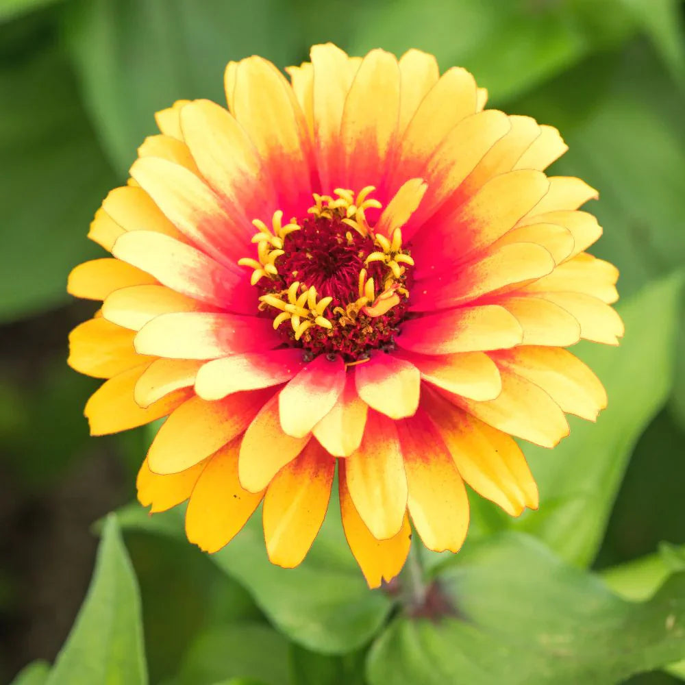 Dark Yellow Zinnia Flowers in Garden Borders